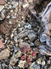 Chorizanthe aphanantha