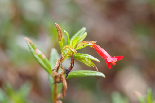 iNaturalist observation photo of island bush monkeyflower