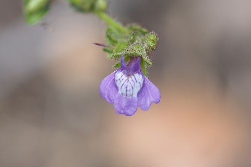 iNaturalist observation photo of lesser snapdragon