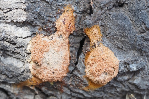 iNaturalist observation photo of Dog Vomit Slime Mold