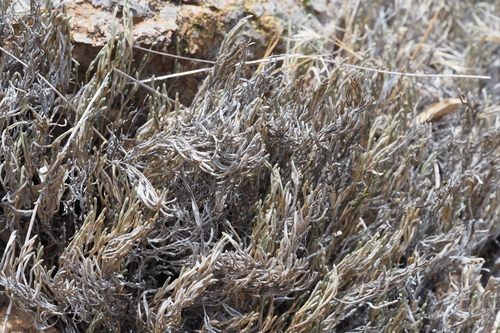 iNaturalist observation photo of Bigelow's Spikemoss