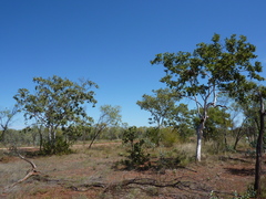 Corymbia dendromerinx