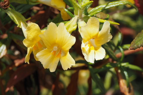 iNaturalist observation photo of southern bush monkeyflower