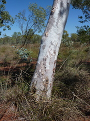 Corymbia dendromerinx