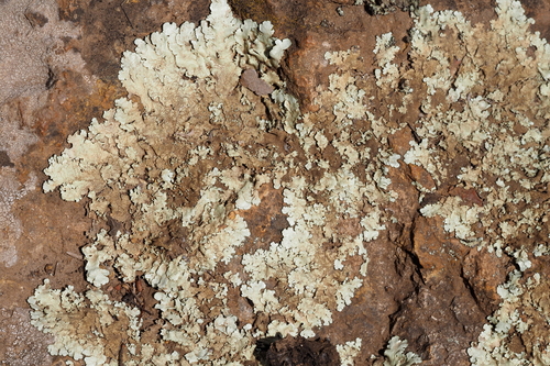 iNaturalist observation photo of typical shield lichens
