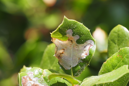 iNaturalist observation photo of Winged and Once-winged Insects