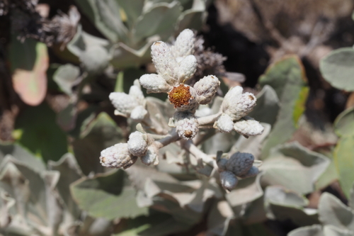 iNaturalist observation photo of Island hazardia