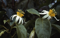 Passiflora kawensis