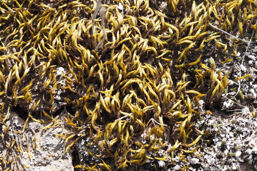 iNaturalist observation photo of Menzies' anacolia moss