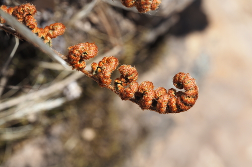 iNaturalist observation photo of Cleveland's Lipfern