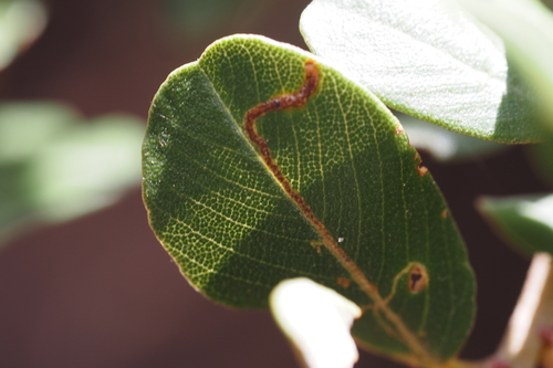iNaturalist observation photo of Winged and Once-winged Insects