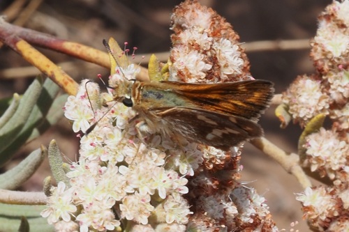 iNaturalist observation photo of Santa Cruz Island Skipper