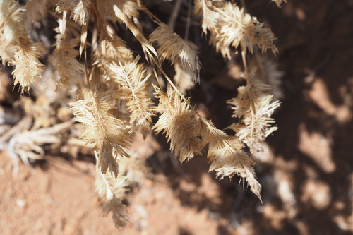 iNaturalist observation photo of goldentop grass