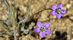 Gilia ochroleuca