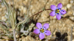 Gilia ochroleuca