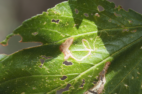 iNaturalist observation photo of Winged and Once-winged Insects