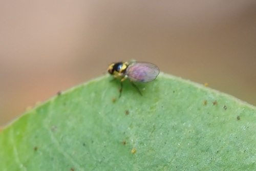 iNaturalist observation photo of Leaf-miner Flies