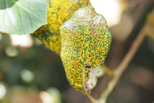 iNaturalist observation photo of life