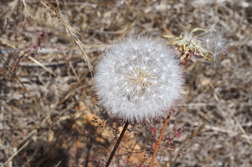 iNaturalist observation photo of bigflower agoseris