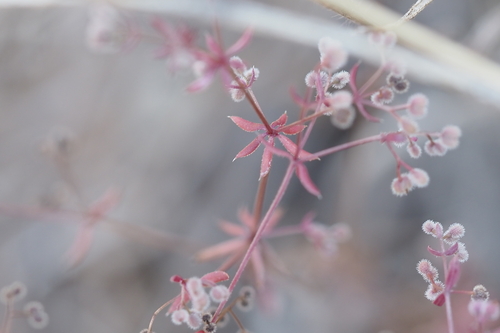 iNaturalist observation photo of Wall Bedstraw