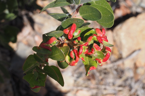 iNaturalist observation photo of Manzanita Leafgall Aphid