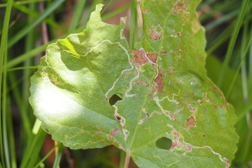 iNaturalist observation photo of Winged and Once-winged Insects