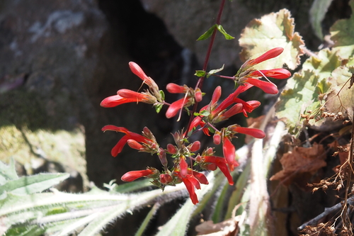 iNaturalist observation photo of heartleaf keckiella