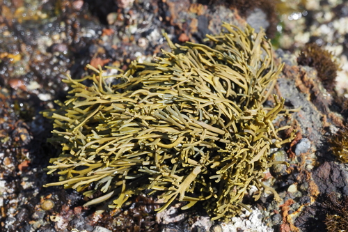 iNaturalist observation photo of golden rockweed