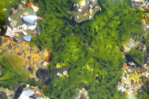 iNaturalist observation photo of Californian Sea Lettuce