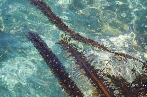 iNaturalist observation photo of Feather Boa Kelp