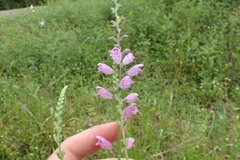 Physostegia intermedia