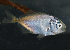 Pseudocaranx