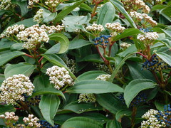Viburnum davidii
