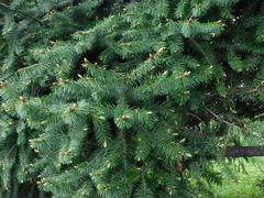 Pseudotsuga menziesii