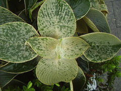 Strobilanthes gossypina
