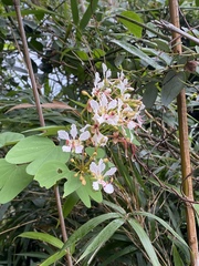 Bauhinieae