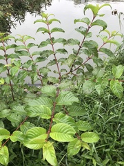 Cephalanthus tetrandra