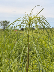 Helianthus salicifolius
