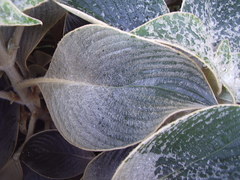 Strobilanthes gossypina