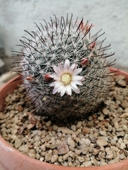 Mammillaria gilensis