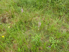 Physostegia intermedia