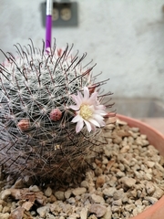 Mammillaria gilensis