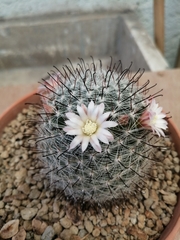 Mammillaria gilensis