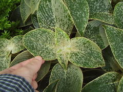 Strobilanthes gossypina