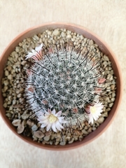 Mammillaria gilensis