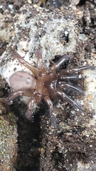 Aliatypus