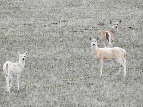 White-tailed Deer photographed in Wyoming