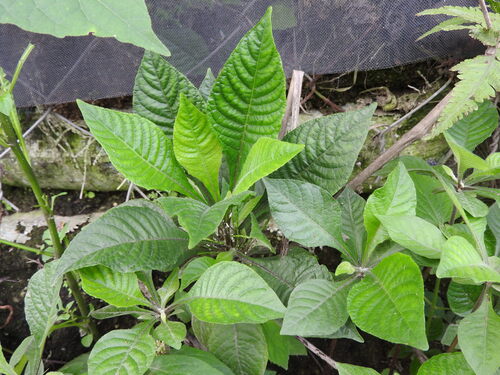 Elytraria imbricata, photograph 4