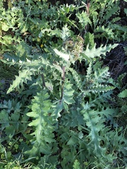 Cirsium fontinale obispoense