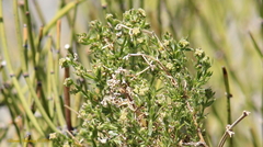 Galium stellatum